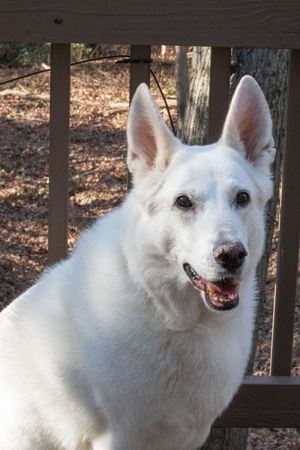A happy white German Shepherd with perked ears smiles at the camera from a wooden deck.