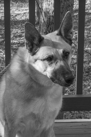 Black and white portrait of an alert German Shepherd with pointed ears.