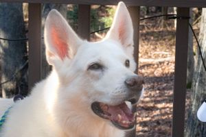 A smiling white German Shepherd dog sits on a deck with trees in the background.