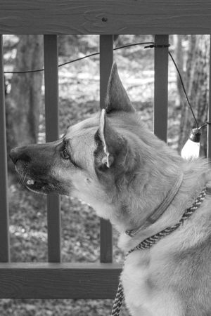 Black and white photo of a German Shepherd in profile view on a wooden deck.