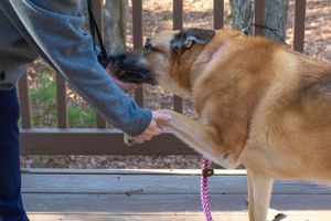 A German Shepherd receives a treat from an outstretched hand while on a wooden deck.