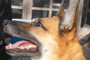 Profile view of a tan German Shepherd's face looking upward with mouth open.