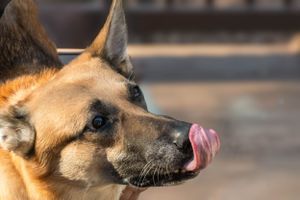Close-up profile of a German Shepherd's face with tongue sticking out slightly.