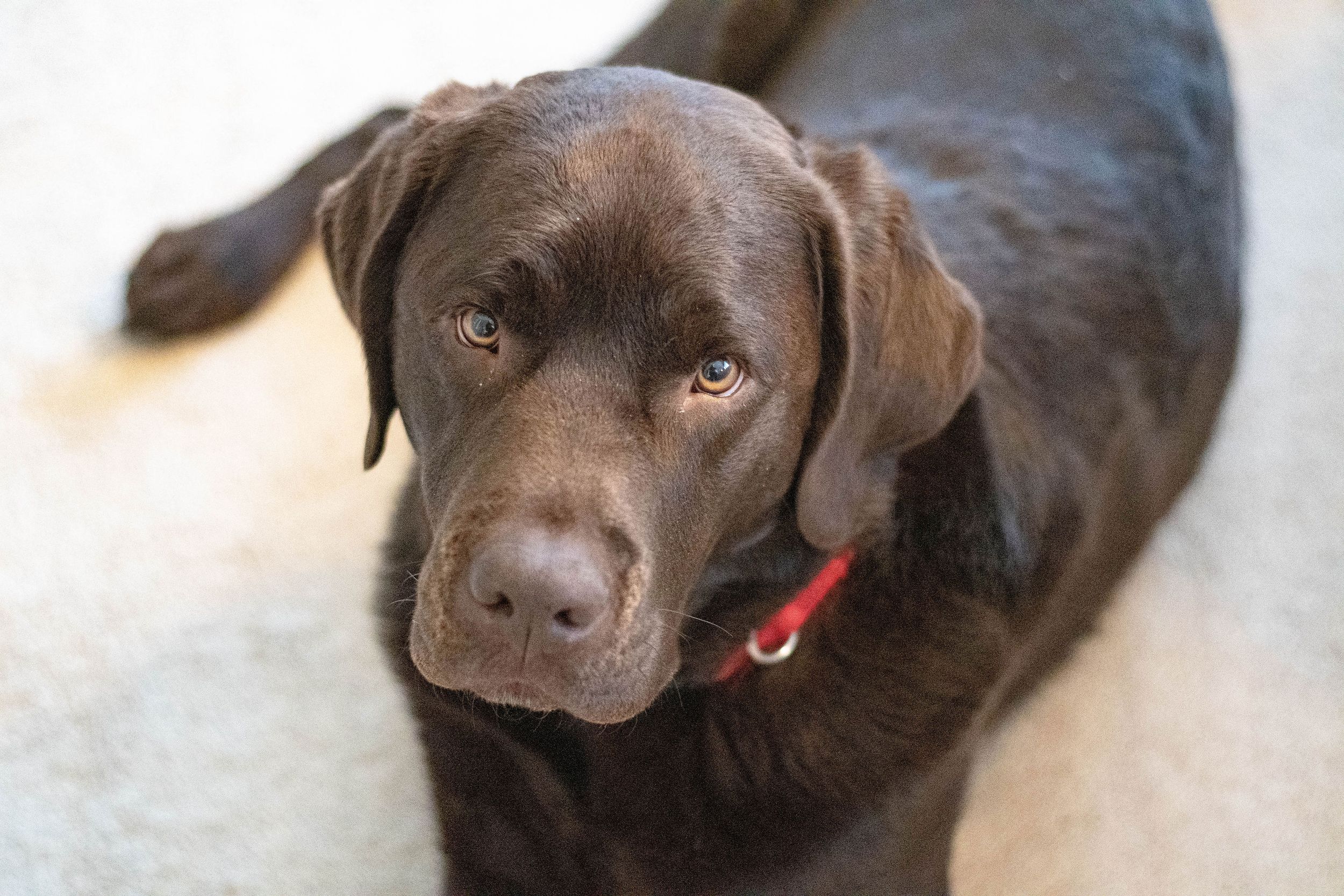 A chocolate Labrador with a red collar lies down and looks directly at the camera.
