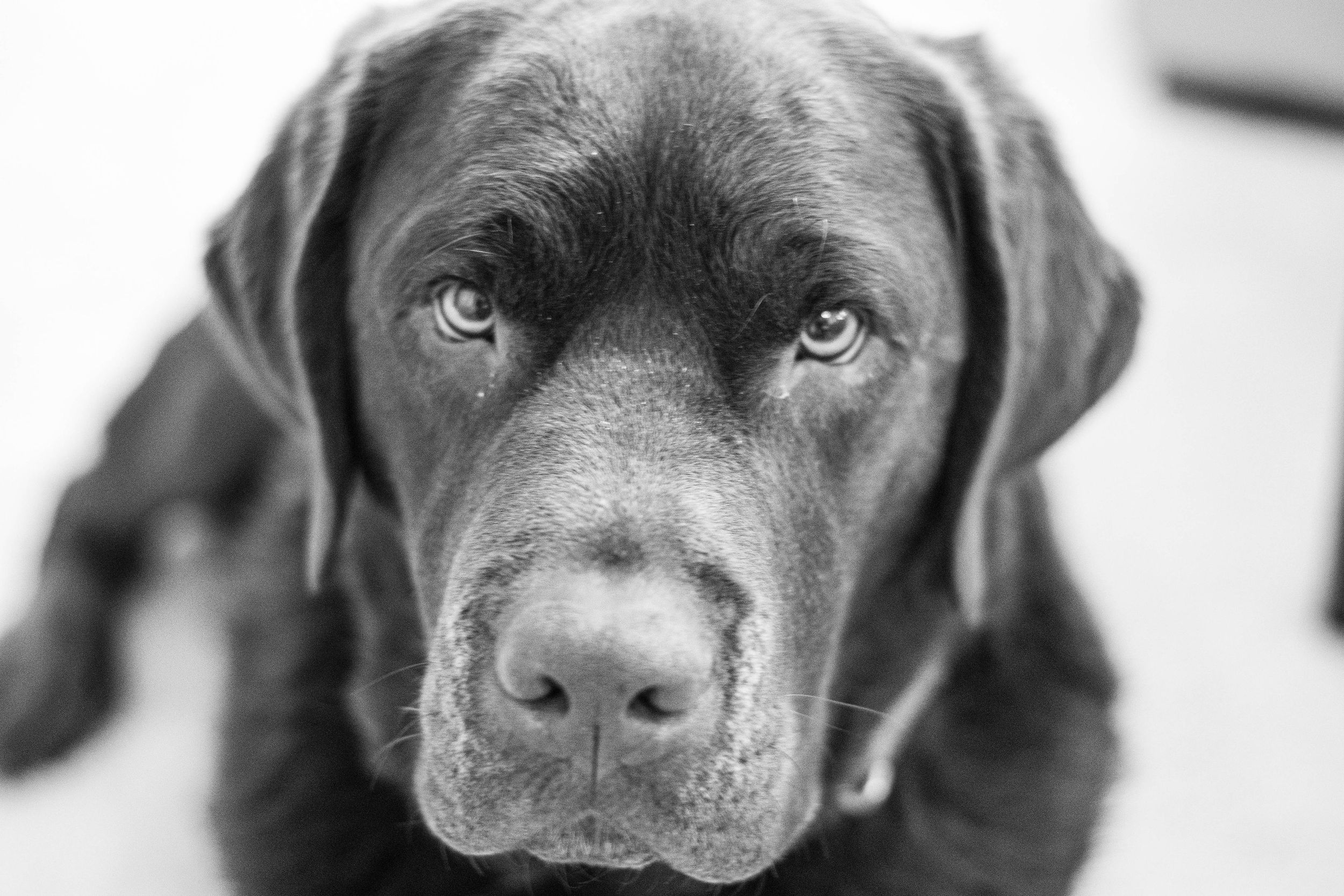 Close up portrait of a chocolate Labrador with soulful eyes in black and white.