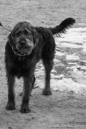 Black and white portrait of a shaggy black dog standing on snowy ground with leash attached.