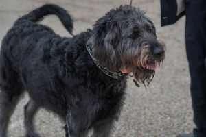 Portrait of a black shaggy dog with a cheerful expression wearing a chain collar.