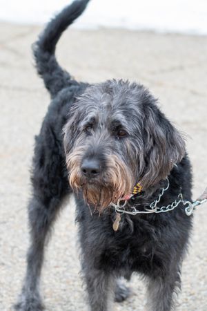 Close up of a scruffy black Irish Wolfhound mix dog with a chain collar looking at the camera.