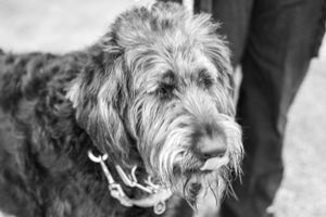 Black and white portrait of a scruffy dog with a chain collar looking to the side.