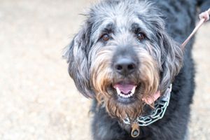 Close up of a happy shaggy black dog with gray face wearing a chain collar.