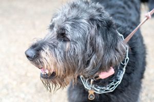 Close-up profile view of a gray-bearded black dog wearing a chain collar.