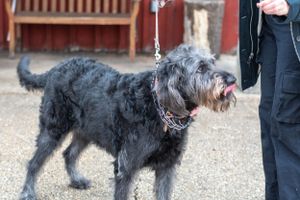 A large black shaggy dog stands on a dirt ground wearing a chain collar near a red building.