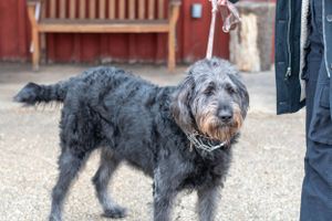 A large black mixed-breed dog stands alert on gravel near a red building.