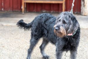 A black scruffy dog with gray fur on its face stands outdoors near a red wall.