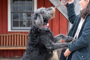 Black shaggy dog standing on hind legs reaching up while being trained outdoors.