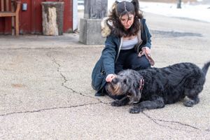 Large black dog lying on concrete ground during winter training session.