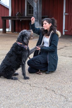 A large black shaggy dog sits attentively while receiving training outside a red barn building.