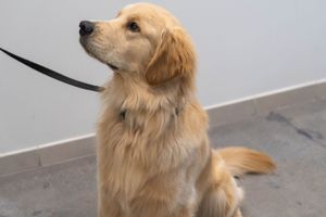 A Golden Retriever with light fur sits alert on a gray floor while wearing a leash.