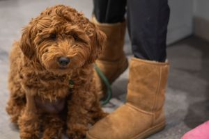 A reddish-brown goldendoodle puppy sits next to brown boots on a gray floor.