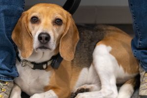 A beagle with brown and white fur lies down on patterned fabric between denim-clad legs.