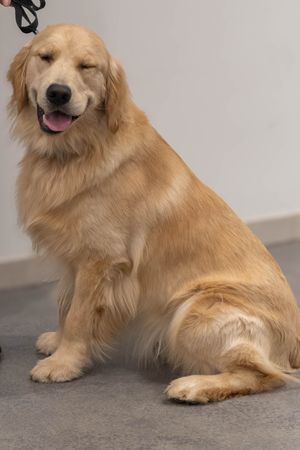 A happy golden retriever with a closed-eye smile sits on a gray floor.