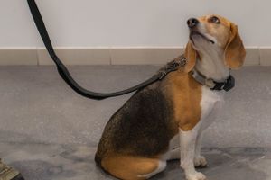A beagle with tri-colored fur sits alertly on a tiled floor while on a leash.
