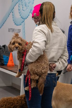 A brown curly-haired dog is being held while attending a training class.