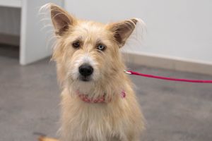 A cream-colored terrier mix dog with perky ears and pink collar poses for the camera.