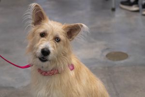 A cream-colored terrier mix with pointed ears and pink collar looks attentively at the camera.