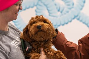A brown curly-haired dog receives attention during a training session.