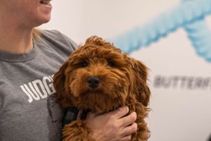 A reddish-brown goldendoodle puppy being held while wearing a brown collar.