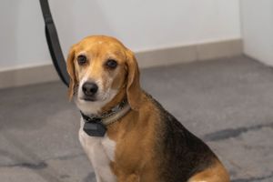 A beagle with brown and white coloring sits attentively on a gray floor while wearing a collar.