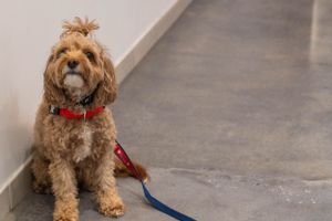 A fluffy brown goldendoodle wearing a red collar sits calmly on a gray floor.