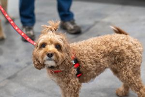 A fluffy goldendoodle with curly brown fur walks on a leash wearing a red harness.