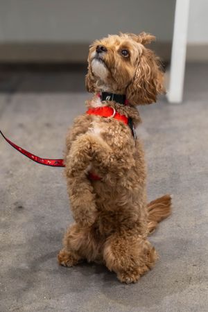 A curly-haired brown dog sits upright wearing a red bowtie and leash.