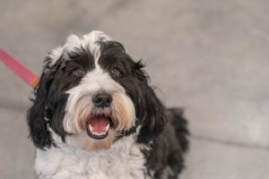 A happy black and white sheepadoodle with a big smile and fluffy coat.