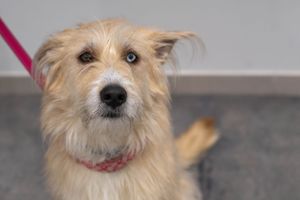 A scruffy tan mixed breed dog with pointy ears looks at the camera wearing a pink collar.