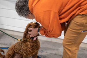 A curly brown dog receives attention while wearing an orange sweater.