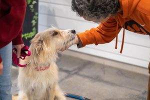 A cream-colored dog looks up expectantly at someone offering a treat.