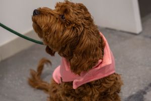 Brown curly-haired dog wearing a pink sweater looks off to the side indoors.