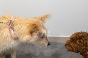 Light colored and brown dogs face each other in close proximity against gray background.