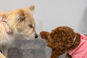 Two dogs touch noses while meeting, one wearing a pink sweater.