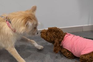 Two dogs interact on a gray floor, one wearing a pink sweater.