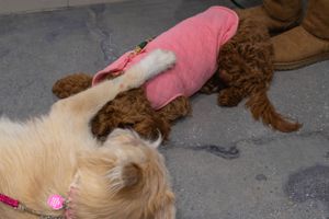 Two dogs interact playfully on gray concrete floor, one wearing a pink sweater.