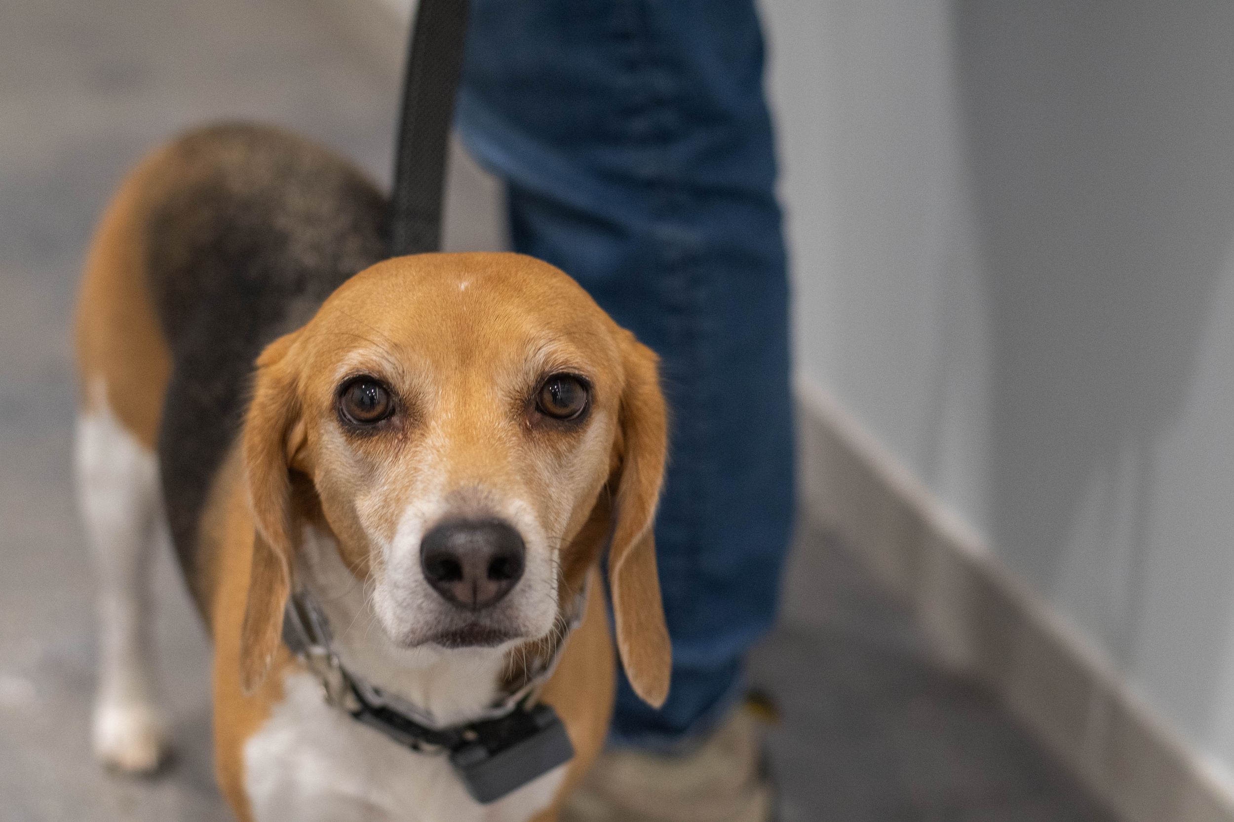 Close up portrait of an alert beagle dog with brown and white fur.