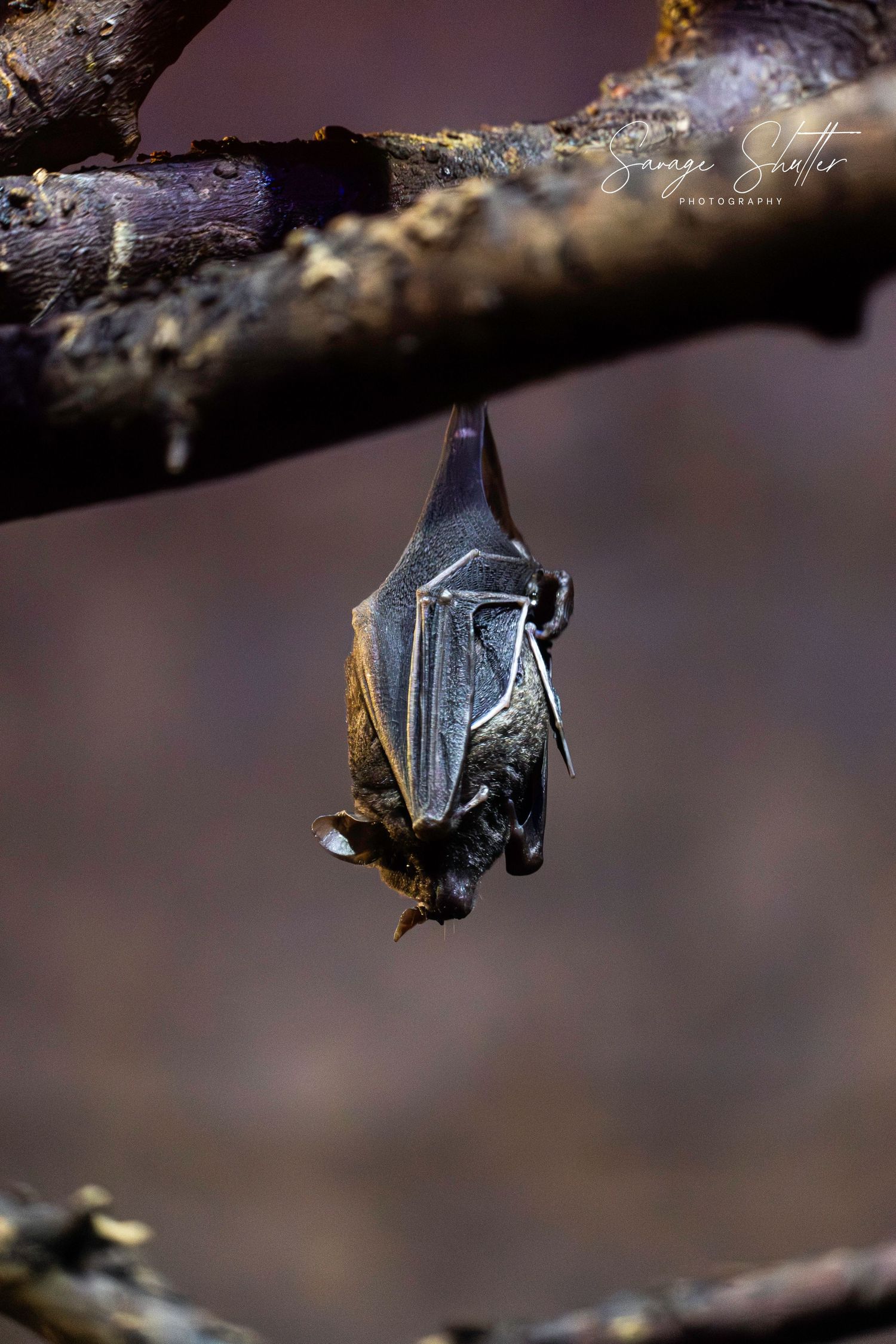 A bat hanging upside down from a tree branch with wings folded in close-up wildlife photo.