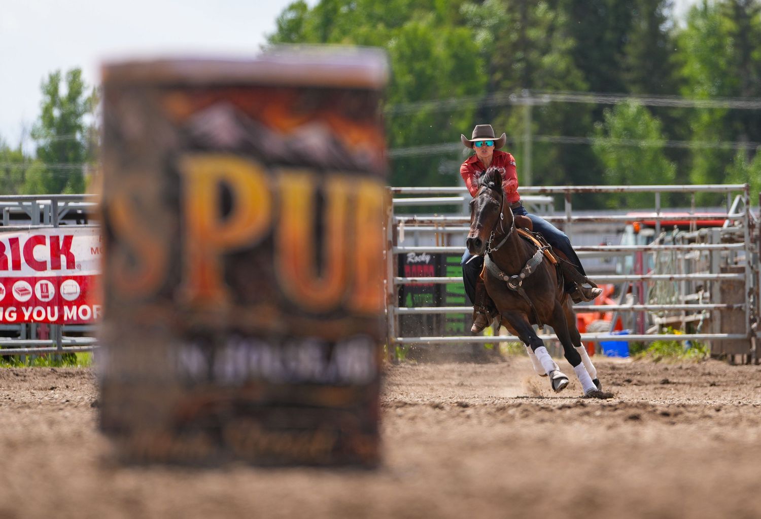 Falkland Stampede
