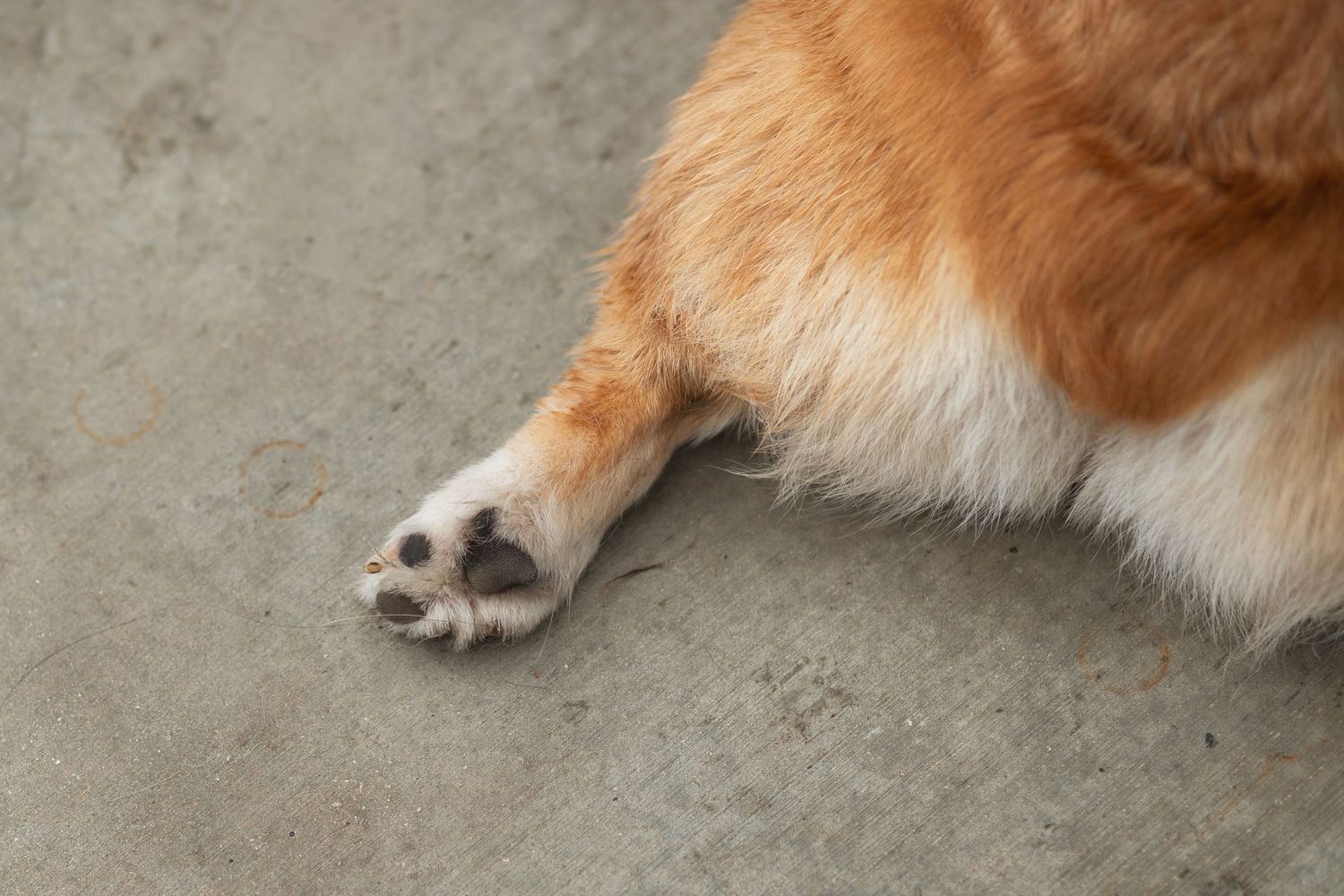 Dog paw at Corgi Dash dog race at Gulfstream Park in Hallandale Beach
