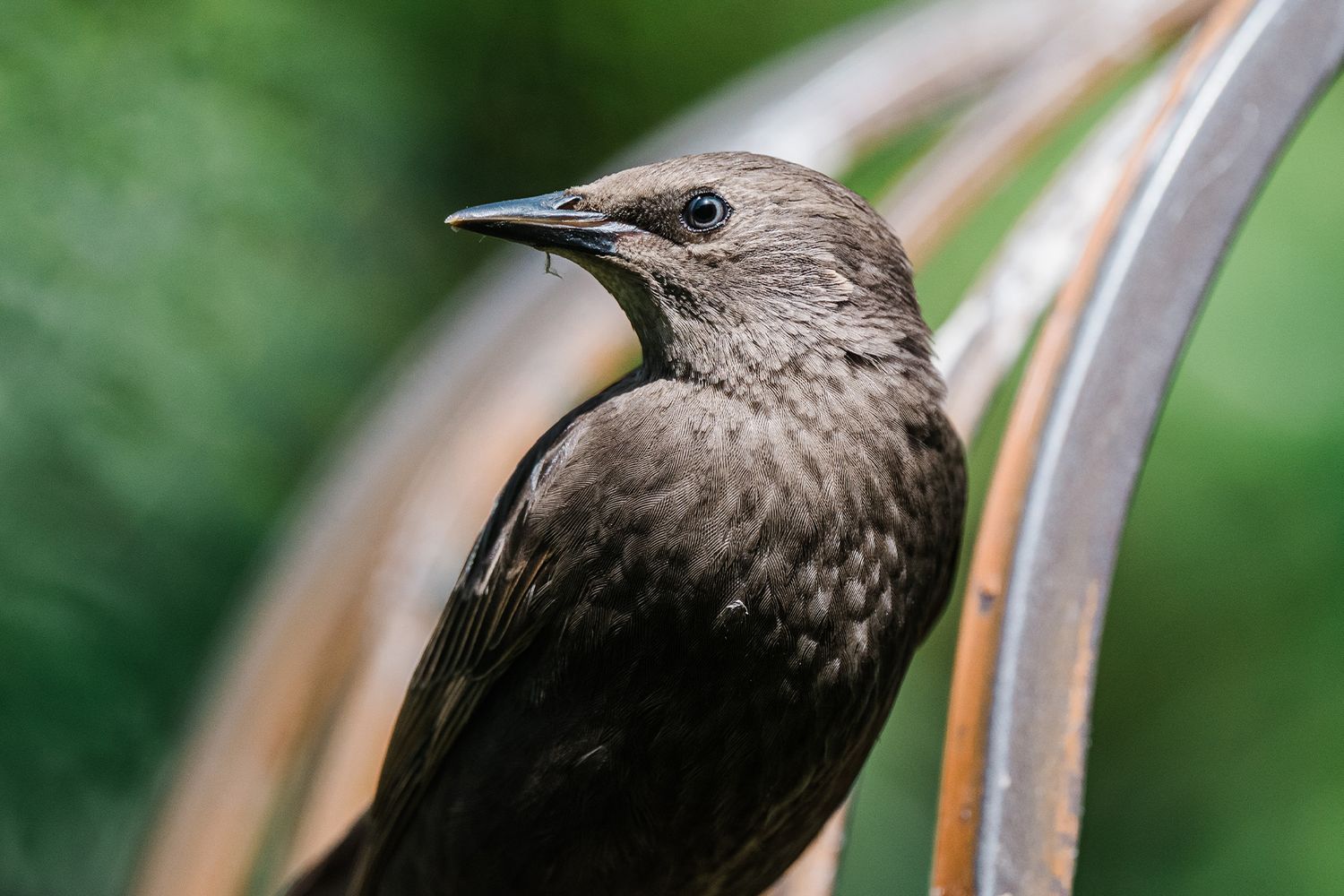 Close-up of a brown juvenile starling bird perched on a curved metal railing with green bokeh background.