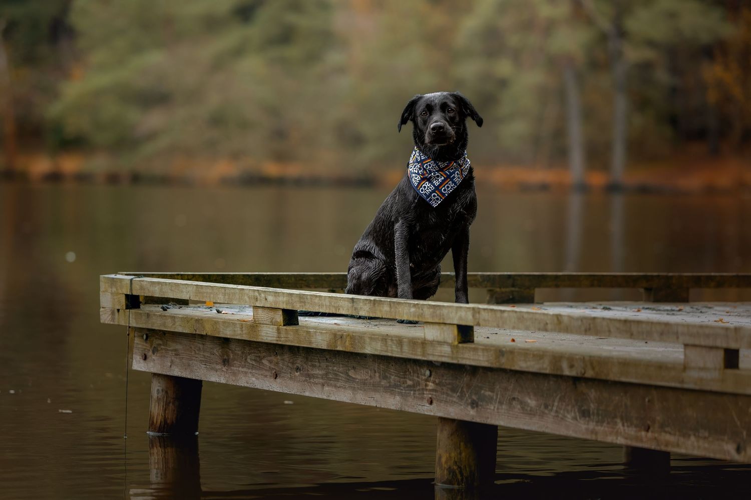 dog photography